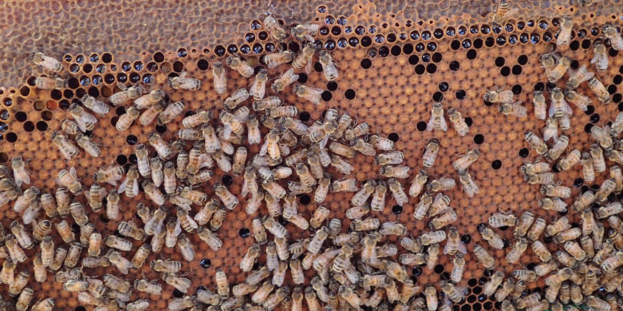 Bees on a honeycomb from a beehive at Australian Parliament House
