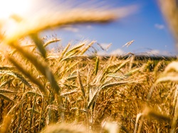 Wheat against a blue sky