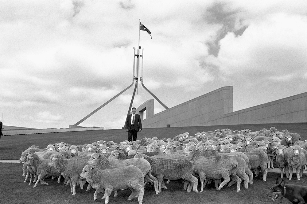Sheep graze on roof of Parliament House, Image source: AUSPIC