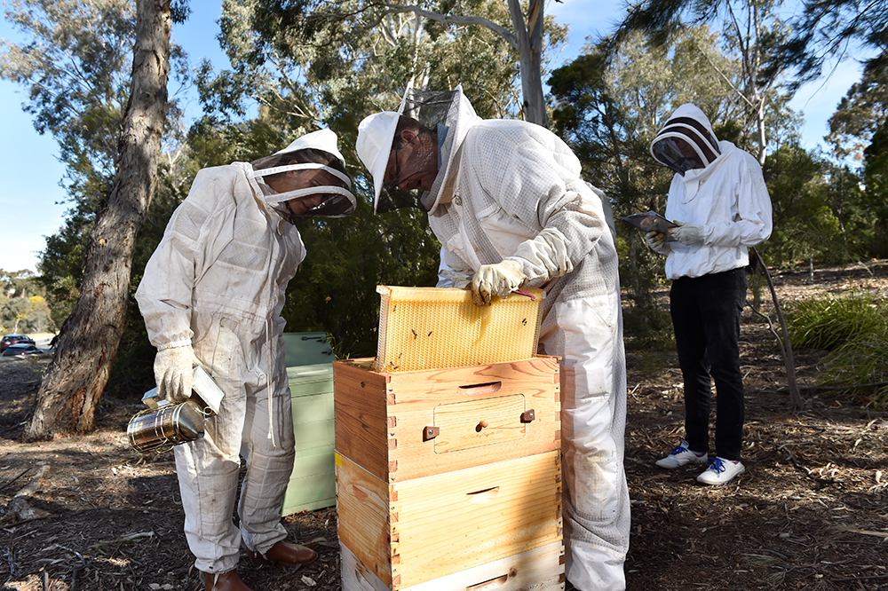Bee keepers on their way to the first harvest of Parliament House honey, Image source: AUSPIC