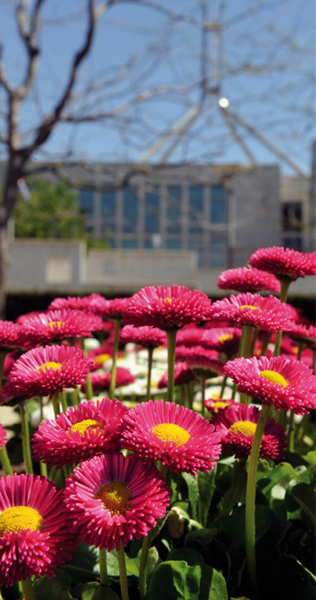 Photo of English Daisy (Bellis perennis) flowers in the Formal Gardens of Parliament House