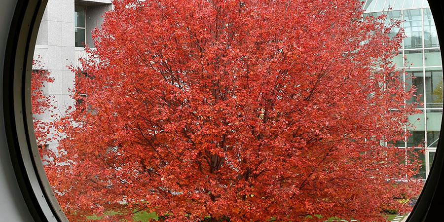 The autumn leaves of the Budget Tree seen through a window at Parliament House