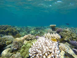 Coral reef underwater ocean photo