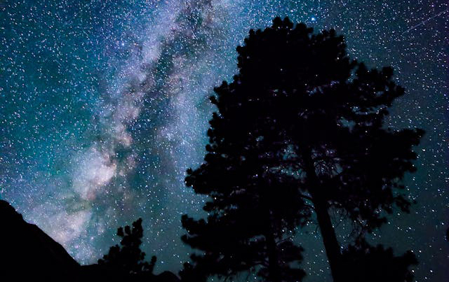 Silhouette Of Trees Under A Starry Sky