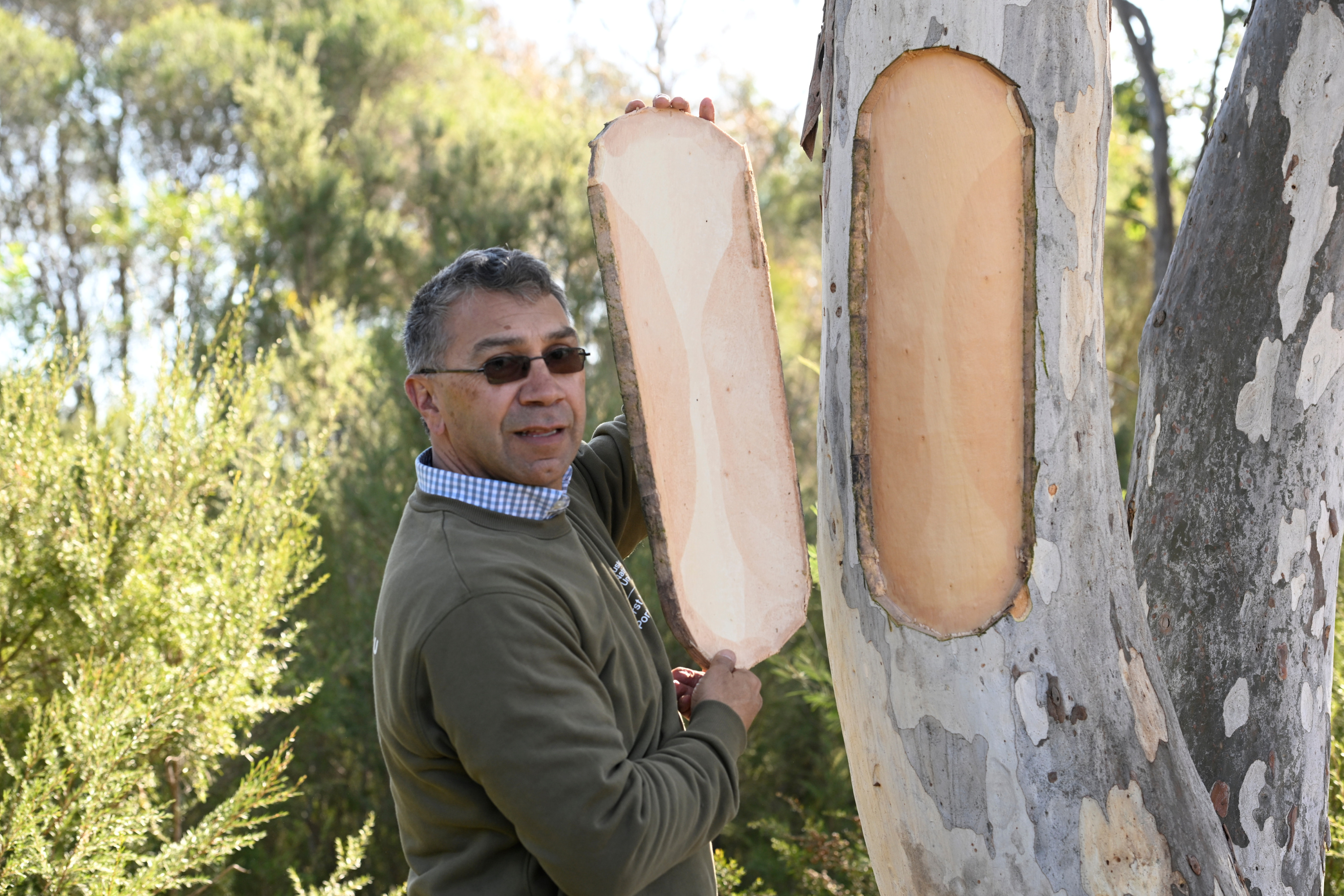 Cutting/scarring of a tree to make coolamons to use in the Welcome to Country Smoking Ceremony on Parliament Opening Day.