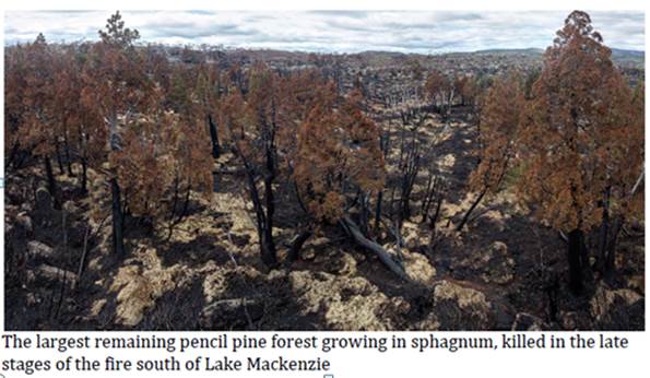Figure 1.3: Aftermath of bushfires, Lake Mackenzie