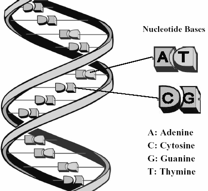 Figure 1: Diagram showing double helix structure of a DNA molecule